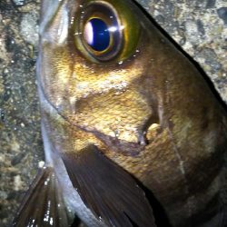 陸っぱり自己記録更新！