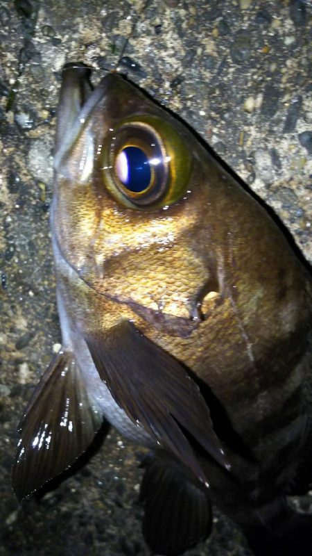 陸っぱり自己記録更新！