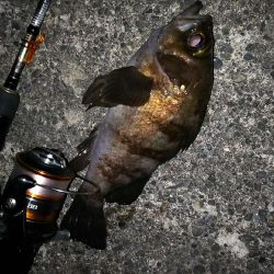 好調メバルにゲストのフッコ！