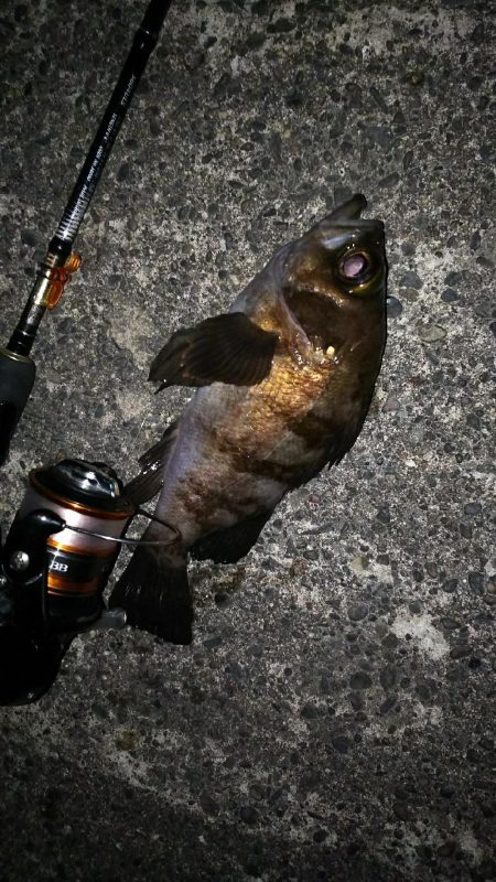 好調メバルにゲストのフッコ！