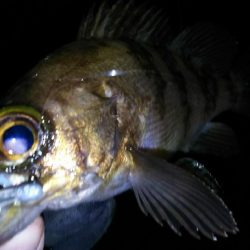 毎日メバル！でもアジもそろそろ釣りたい！