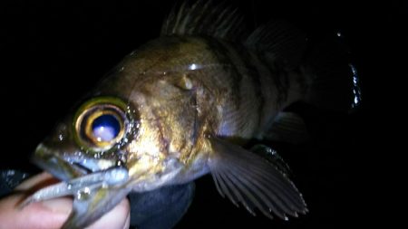 毎日メバル！でもアジもそろそろ釣りたい！