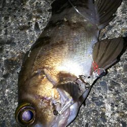 いつものメバリング