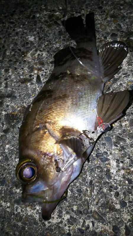 いつものメバリング