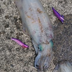 春のティップラン