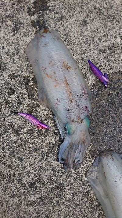 春のティップラン