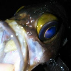 メバルプラッギング!