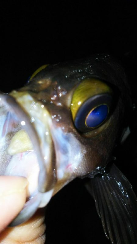 メバルプラッギング!