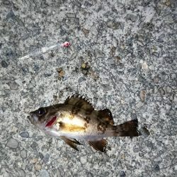 メバリングのつもり