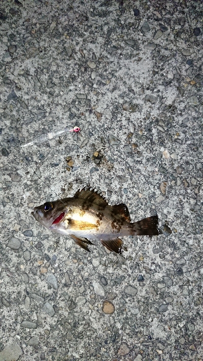 メバリングのつもり