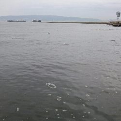 雨天前にシーバス