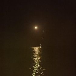 ヤリイカ３度目の正直