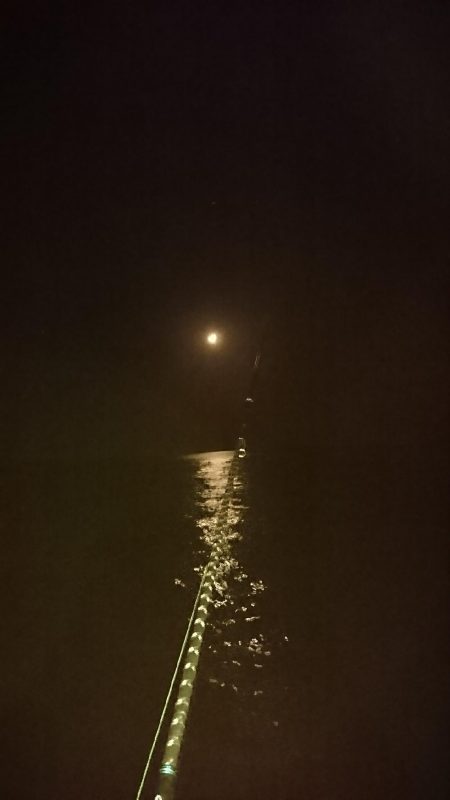 ヤリイカ３度目の正直