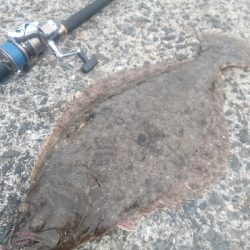 ショアジギング ヒラメ