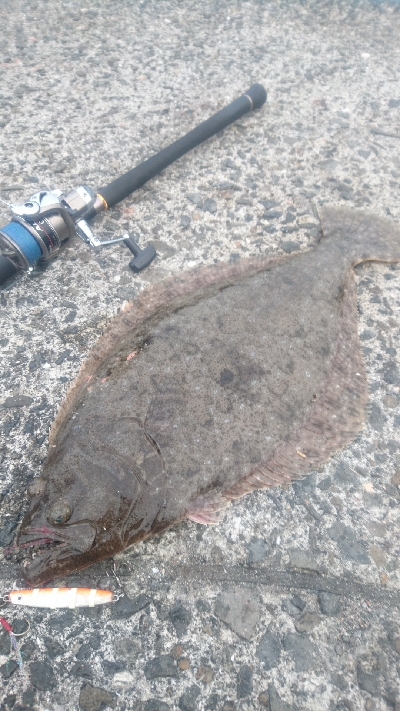 ショアジギング ヒラメ