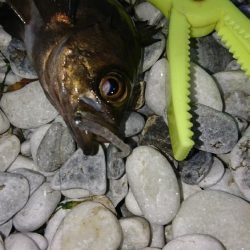 春が来たかな？