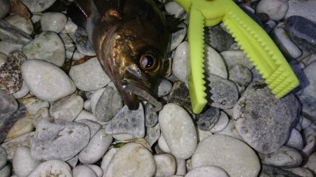 春が来たかな？