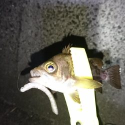 メバル居ました！