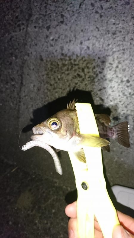 メバル居ました！