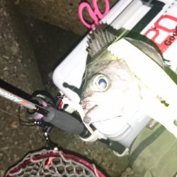 デカめばるさがし