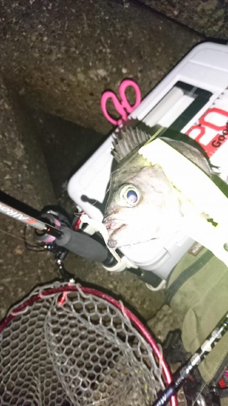 デカめばるさがし