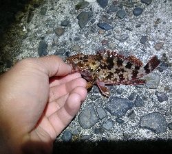 メバル・ガシラ