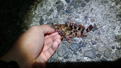 メバル・ガシラ