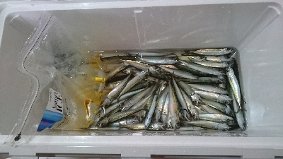 小サバ大漁！！