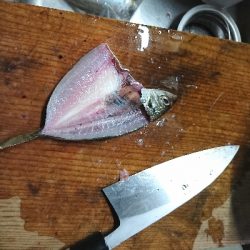 エギングのはずがサビキング