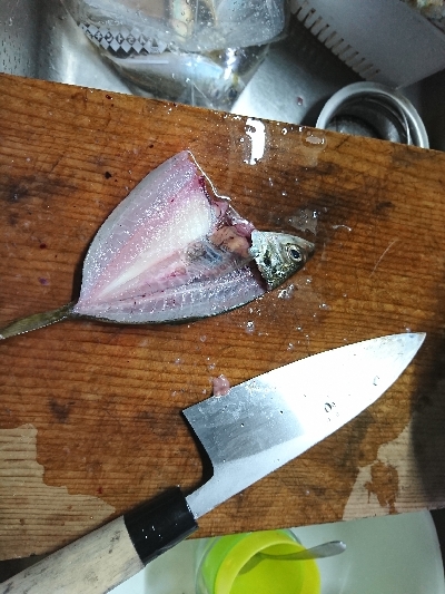 エギングのはずがサビキング