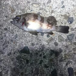 チビッ子サイズ