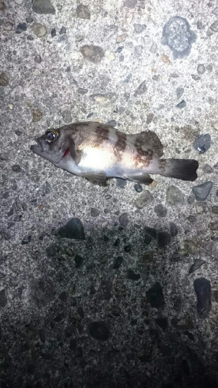 チビッ子サイズ