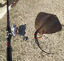 ジグでアカエイ2