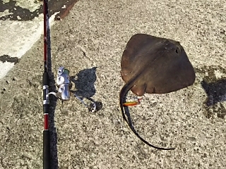 ジグでアカエイ2