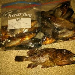 鹿島のメバル好調