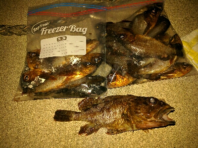 鹿島のメバル好調