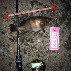 フルムーンメバリング