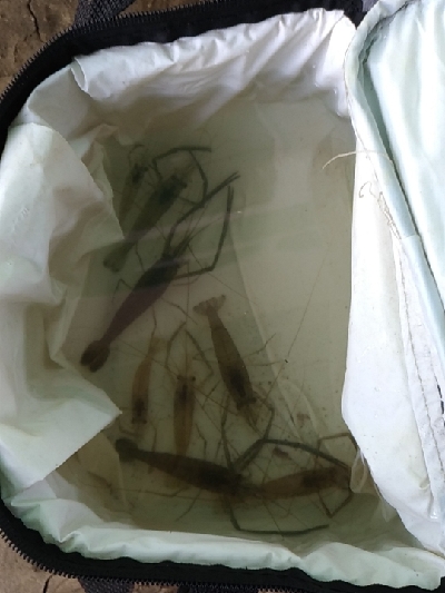 多摩川テナガエビ調査釣行