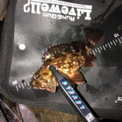 メバリング＆ガシリング