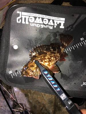 メバリング＆ガシリング