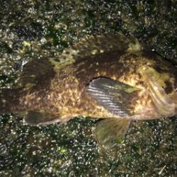 昨日の爆釣ならず