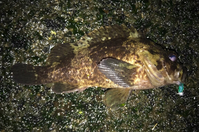 昨日の爆釣ならず