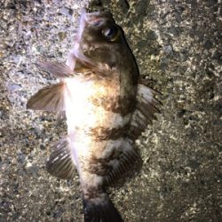 夜に釣りをする。