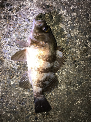 夜に釣りをする。