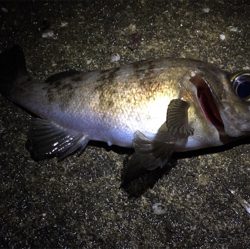 大潮メバリング