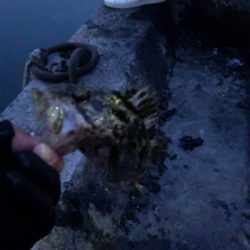 ライトゲーム良き！