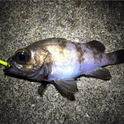 短時間でメバリング