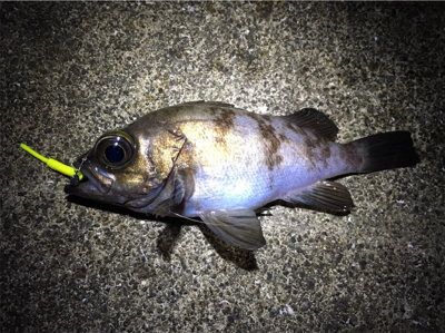 短時間でメバリング