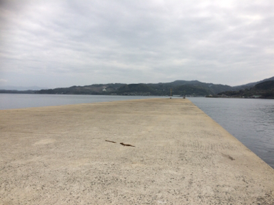 大島でエギング