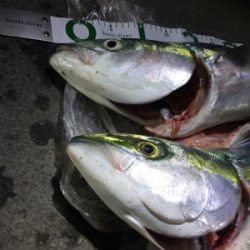 大漁!!!ブリヒラメシーバス